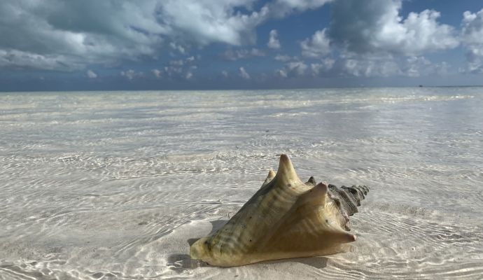 Gutscheine für Segel- und Bootsscheine